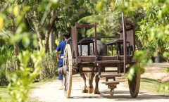Full-Day Phuket Local Life Culture Tour with Pickup and Lunch by Bangtao Beach Bar Full-Day Phuket Local Life Culture Tour with Pickup and Lunch by Bangtao Beach Bar