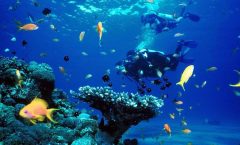 Full-Day Racha Yai Private Scuba Diving Course from Phuket by Bangtao Beach Bar