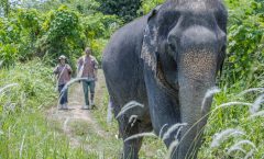 Phuket: Elephant Sanctuary Small Group Tour by Bangtao Beach Bar Phuket: Elephant Sanctuary Small Group Tour by Bangtao Beach Bar