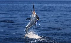 Racha Island Fishing Tour from Phuket by Bangtao Beach Bar