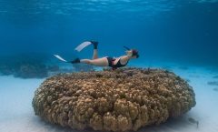 Raya Island / Mai Ton Island Private Boat Tour by Bangtao Beach Bar Raya Island / Mai Ton Island Private Boat Tour by Bangtao Beach Bar