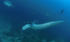 SCUBA Diving tour Racha and Coral islands full day tour by Bangtao Beach Bar
