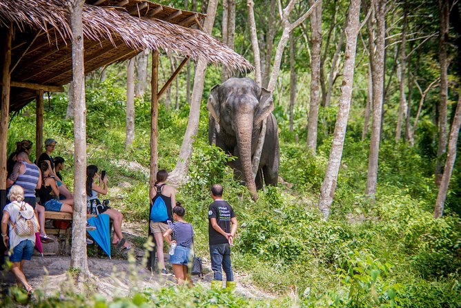 Phuket Elephant Sanctuary: Ethical Elephant Tourism by Bangtao Beach Bar Phuket Elephant Sanctuary: Ethical Elephant Tourism - Nature and Wildlife
