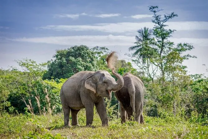 An Afternoon with the Elephants at Phuket Elephant Sanctuary by Bangtao Beach Bar An Afternoon with the Elephants at Phuket Elephant Sanctuary by Bangtao Beach Bar