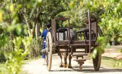 Full-Day Phuket Local Life Culture Tour with Pickup and Lunch by Bangtao Beach Bar Full-Day Phuket Local Life Culture Tour with Pickup and Lunch by Bangtao Beach Bar